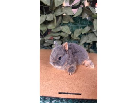 Hollanda lop ve cüce tavşanları