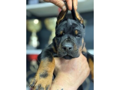 Harika european doberman yavruları