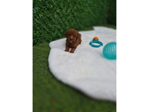 Toypoodle yavrularımız aşılı veteriner kontrollü 