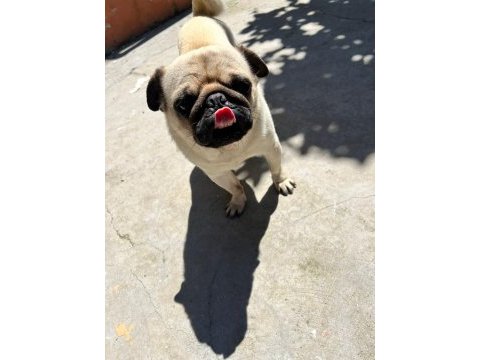 Pug köpeğimiz için çiftleştirme
