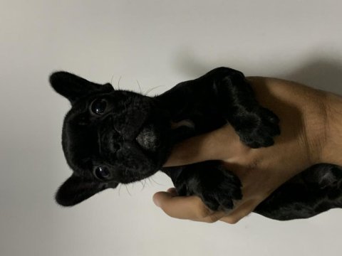 Black french bulldog