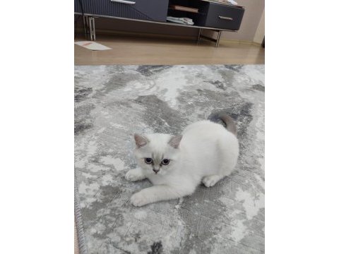 Dişi british shorthair bebek