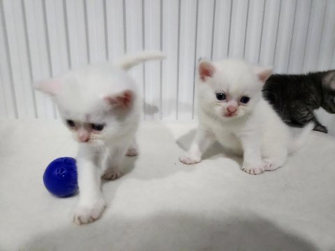 British shorthair bebekler