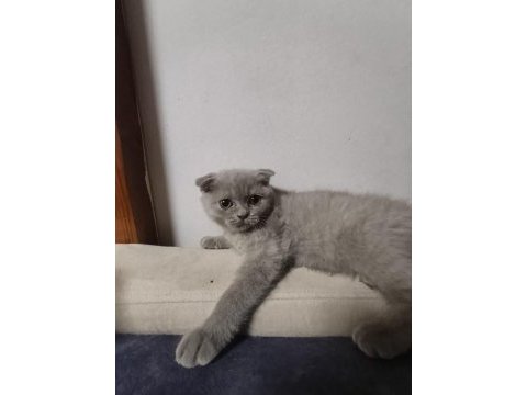 Kurmamaya alışmış tuvalet eğitimi tam kedimiz