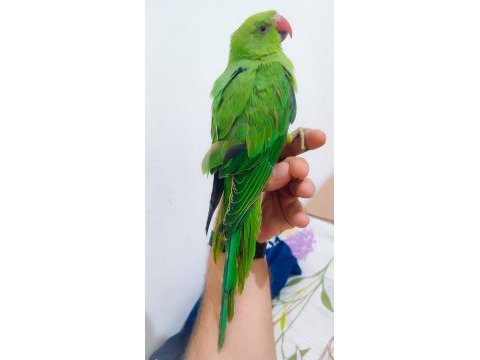 3-4 aylık yavru pakistan papağanları
