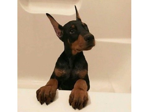 Reklama ihtiyacı olmayan doberman yavrular (estetikli)