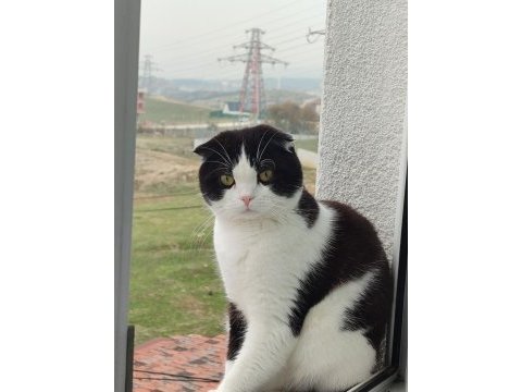 1.5 yaşında cins kedimiz