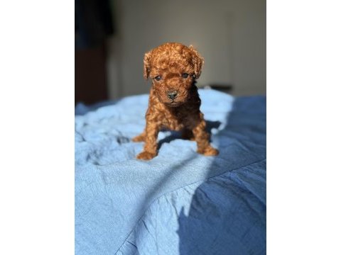 Erkek teacup poodle