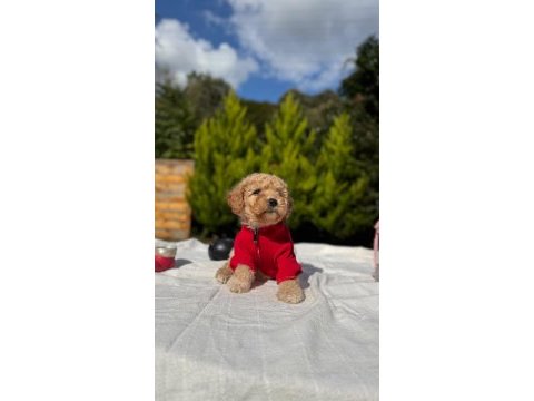 Şeker yavrumuz maltipoo