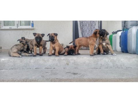 Orjinal saf belçika malinois deli bunlar