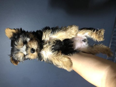 Şecereli ebeveynlerin yorkshire terrier yavruları