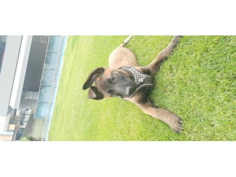 Show kalite belçika malinois bebeklerimiz