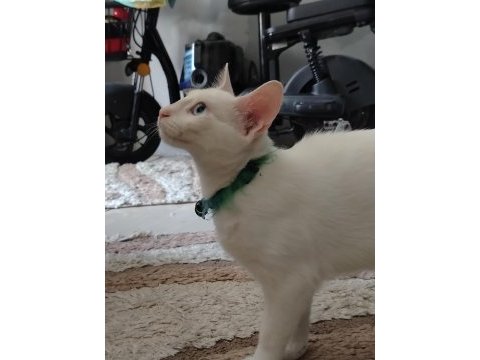 8 aylık erkek van kendisi