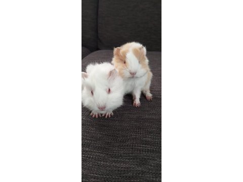 1 aylık 2 yavru guinea pig