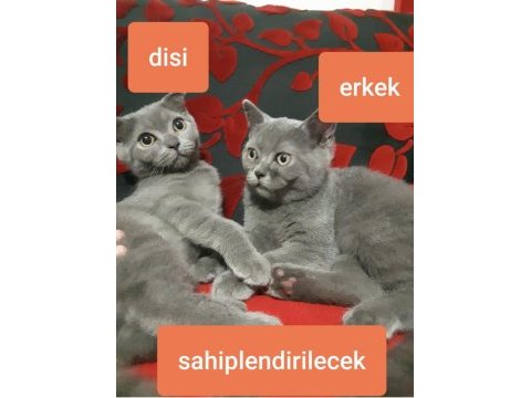 Scottish ve british shorthair