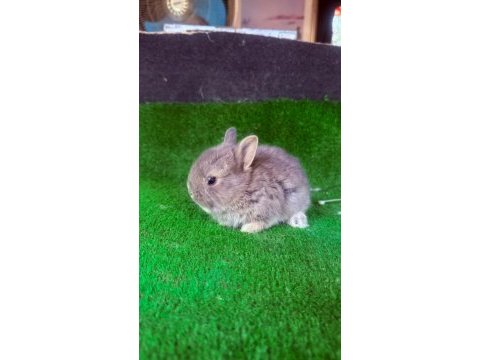 Safkan hollanda lop ve cüce tavşanlar