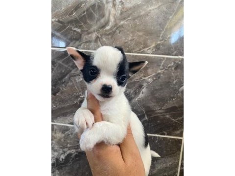 Elma kafa tea cup chihuahua
