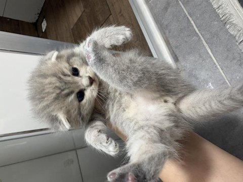 Tabby ve british shorthair yavrular