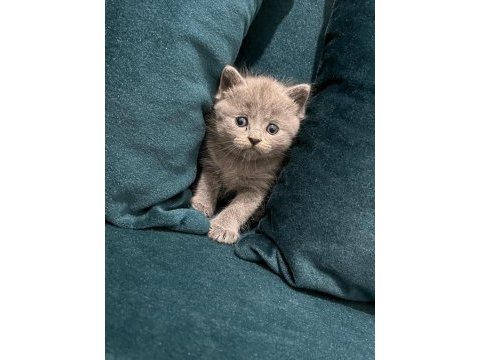 British shorthair kedisi