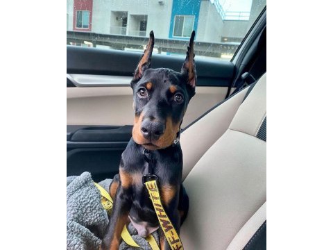Heybetli estetikli doberman sağlık ve ırk garantili