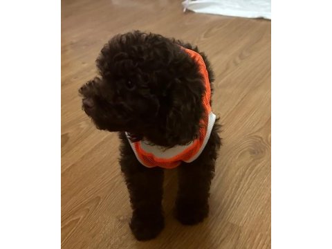 Chocolate toy poodle 2,5 aylık