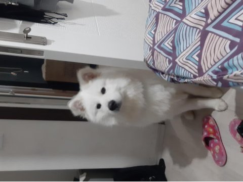 8 aylık erkek samoyed