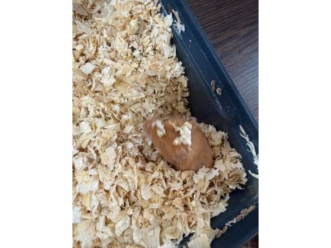 Ücretsiz 2 adet hamster