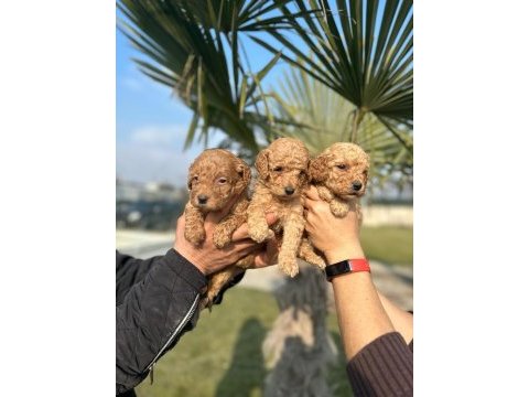 Toy poodle çikolatalar