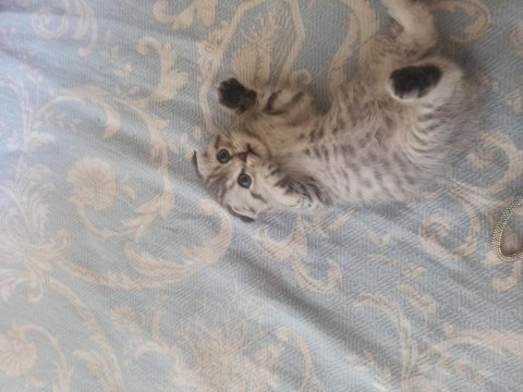 Sahiplendirilecek scottish fold