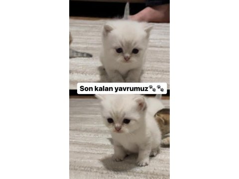 A kalite british shorthair yavrum