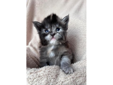 Full şecereli maine coon yavrular