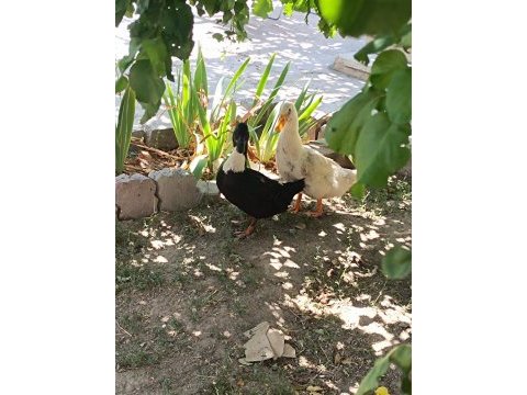 Acil satılık ördek