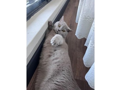 Ücretsiz kedimiz için ulaşın