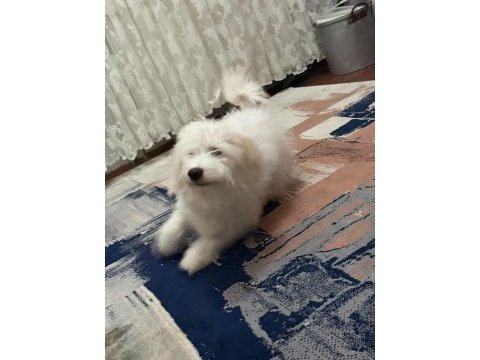 Eğitimli aşılı erkek maltese