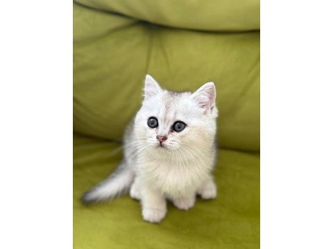 Sağlıklı sevimli british shorthairlar