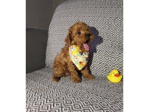 Tea cup erkek poodle yavrumuz