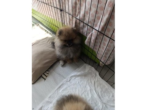 Erkek pomeranian yavrum yeni ailesini arıyor