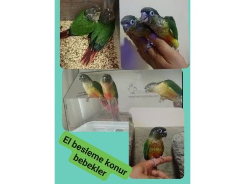 El besleme konur bebekler