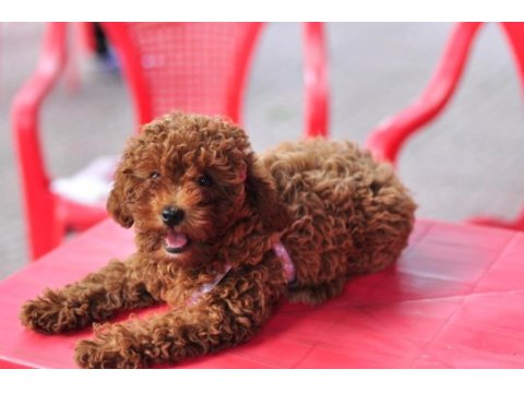 Evinize neşe taşıyan minik dişi poodle