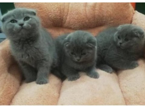 Scottish fold yavrular