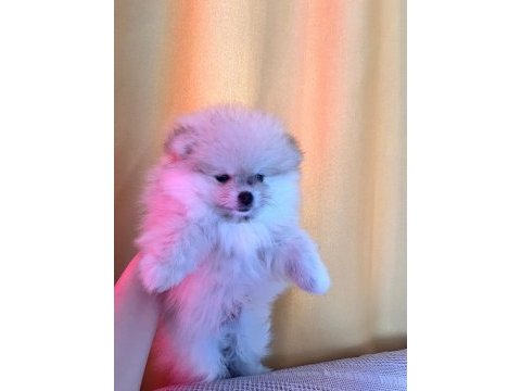 Pomeranian boo teddy bear