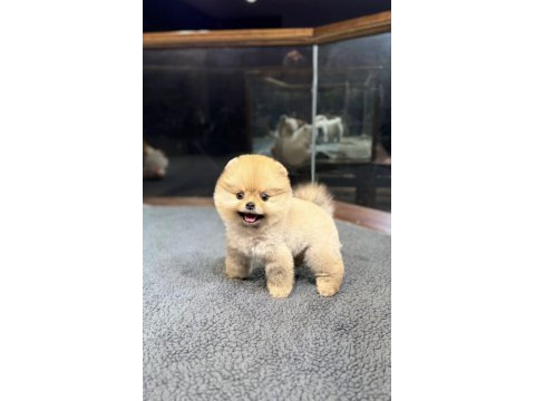 3 aylık pomeranian boo dişi