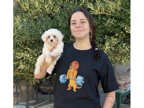 Safkan maltese yavru özel ailesini bekliyor