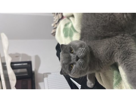 Dünyanın en sakin uslu kedisi scottish fold