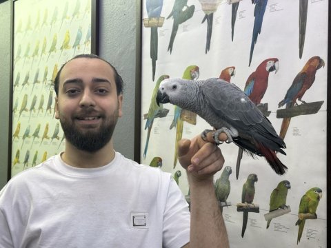 Full evcil 100 kelime konuşan jako papağanımız