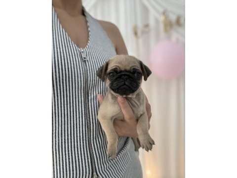 Pug prensesler