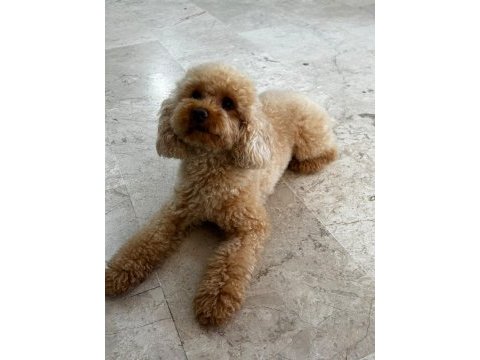 2 yaşında eğitimli toy poodle