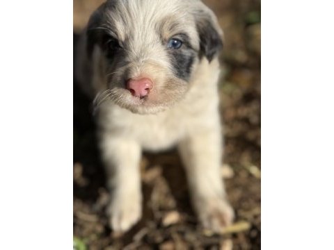 Üreticiden border collie yavrularımız