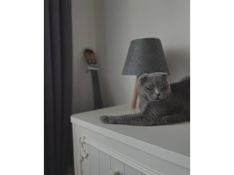 Çipli aşı karneli kimlikli scottish fold ücretsiz