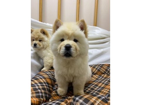 K9 avrupa çiftliğinden chow chow yavruları